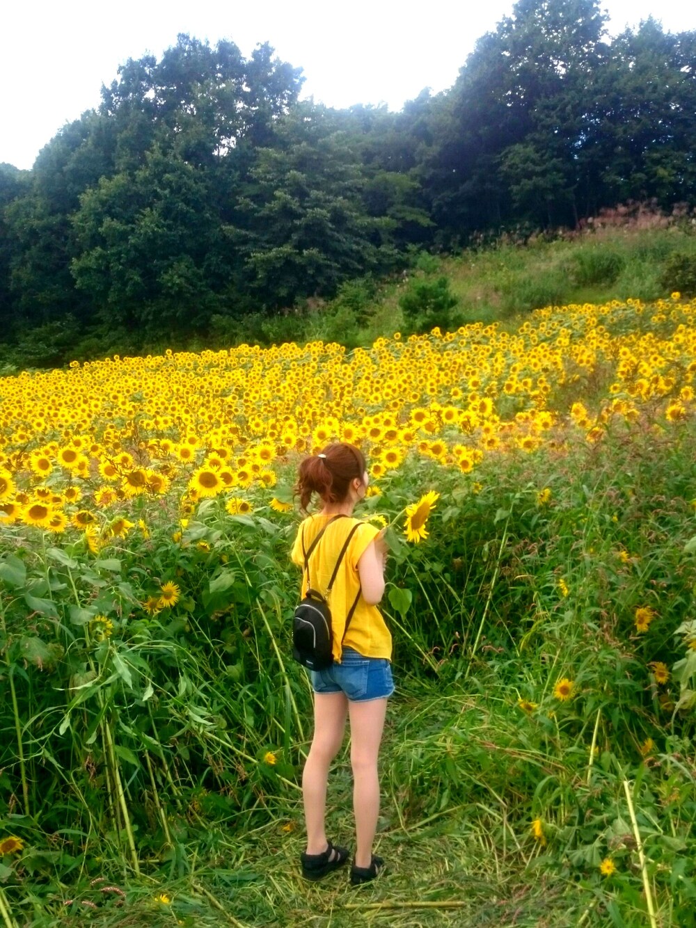 「ひまわり畑、夏コーデ、ショートパンツ、ポニーテール、SHAKA、coen、黄色、休日スタイル、リュック、カメラ女子」｜「チチカカのアイテム（ヘアゴム、ゴールド系）」を使った、tmmさん（レディース・156cm）の秋コーディネートの1枚目の写真