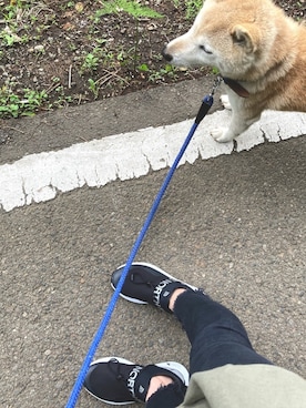 「柴犬」｜ふがみんさん（レディース・155cm）の春コーディネート
