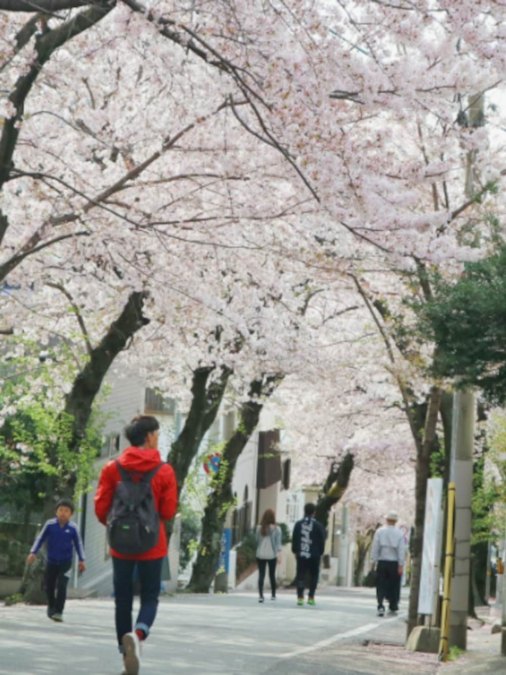 「マウンテンパーカー、patagonia、春コーデ、シンプル、スニーカーコーデ、NIKE、AIRMAX97、バックショット、桜、遠くてよくわからん写真しか上げてない…‎( ꒪⌓꒪)」｜「patagoniaのパタゴニア/ メンズ・トレントシェル・ジャケット（マウンテンパーカー、レッド系）」を使った、おーはしくんさん（メンズ・173cm）の春コーディネートの1枚目の写真