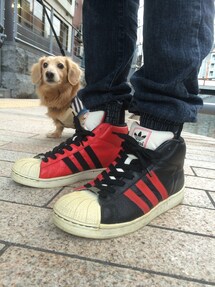 adidas | adidas promodel spl 2003(スニーカー)