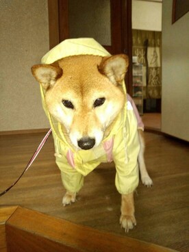 優裟着←うさぎさんのコーディネート