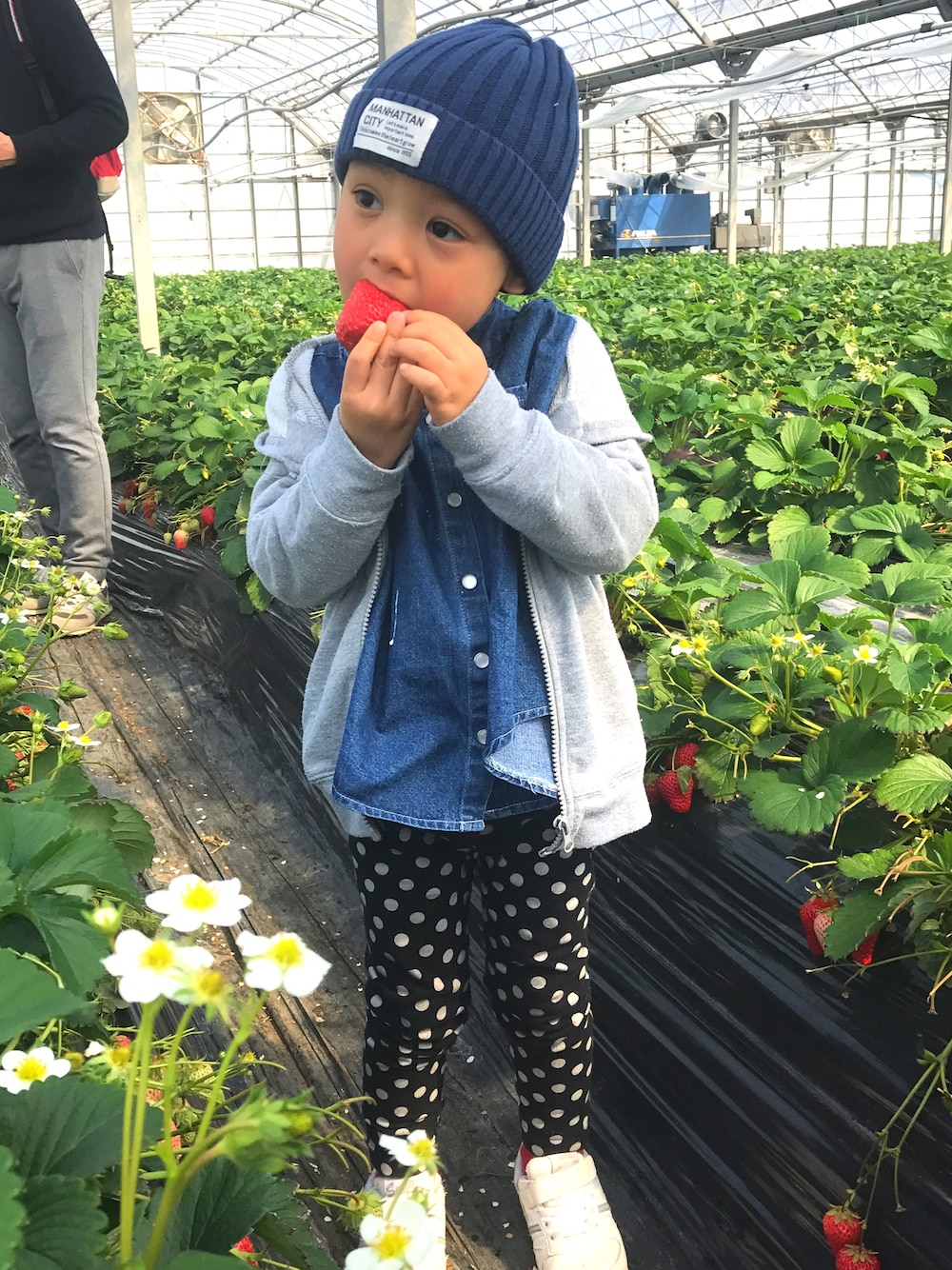 「イチゴ狩り、kids、kidsfashion、おとこのこ、boy、韓国子供服、ニット帽、デニムシャツ、3歳、ドット」｜「しまむらのアイテム（ニットキャップ/ビーニー、ブルー系）」を使った、ten&senさん（キッズ・100cm）の春コーディネートの1枚目の写真