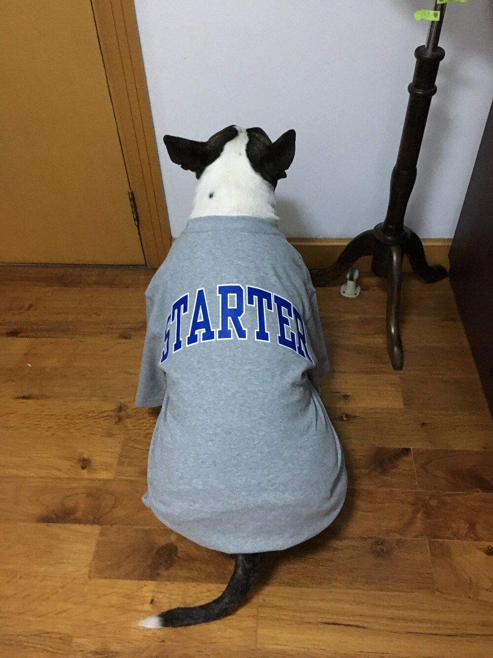 「STARTER BLACK LABELのアイテム（Tシャツ/カットソー、グレー系）」を使った、leoさん（キッズ・50cm）の春コーディネートの1枚目の写真