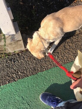 けっけさんのコーディネート