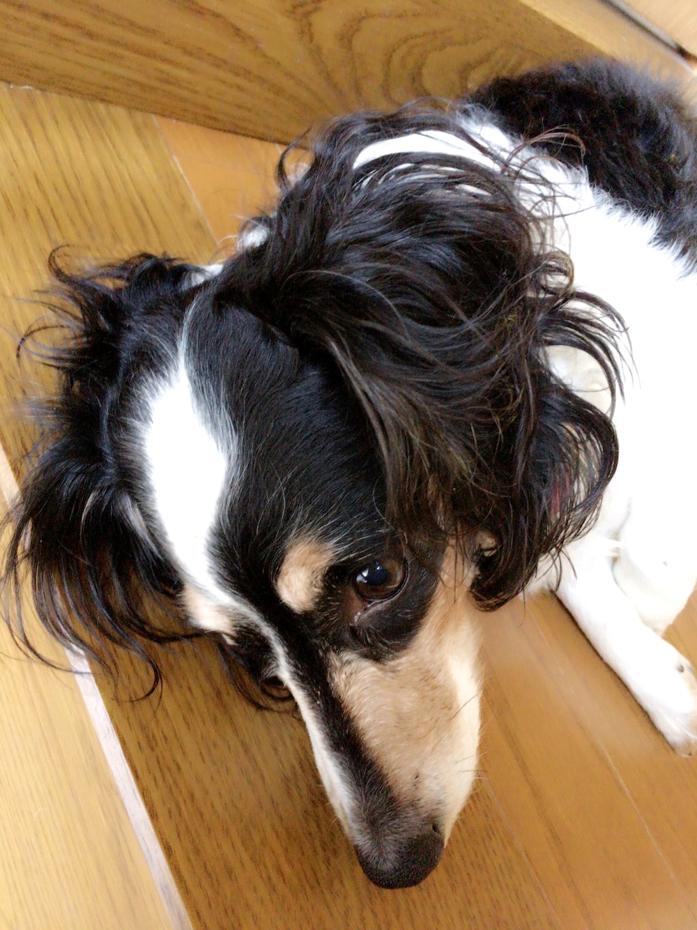 「犬、dog、わんちゃん、ダックス、ミニチュアダックスフンド、動物」｜「Amazonで買った首輪のアイテム（ネックレス、その他）」を使った、オロnineさん（メンズ・50cm）の春コーディネートの1枚目の写真