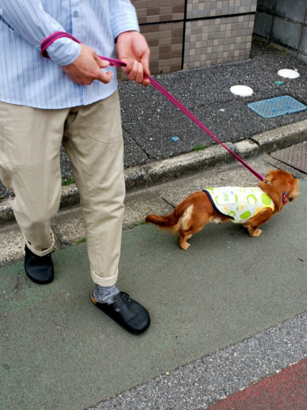 「大人コーデ、春夏コーデ、シャツ、サンダル、パンツコーデ、今日のコーデ、ジャラーナ、犬、散歩、犬服」｜「RED KAPのアイテム（シャツ/ブラウス、ブルー系）」を使った、pu1004さん（メンズ・176cm）の春コーディネートの1枚目の写真
