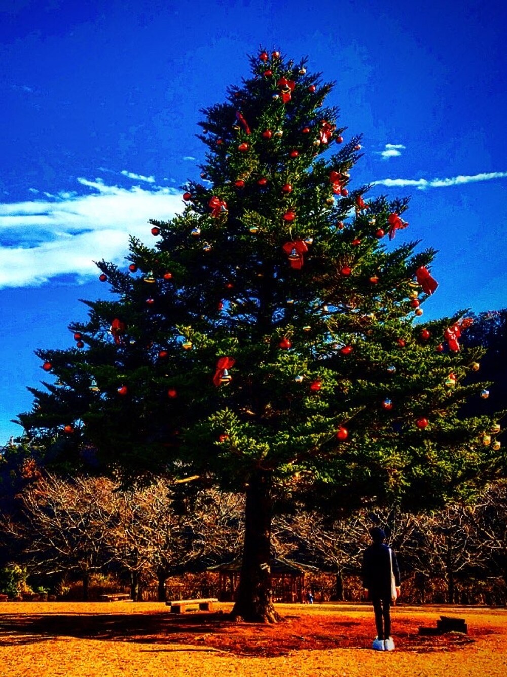 ブルー系のピーコート、ブルー系のデニムパンツ、ホワイト系のスニーカーを着用したメンズの冬コーディネートの1枚目の写真