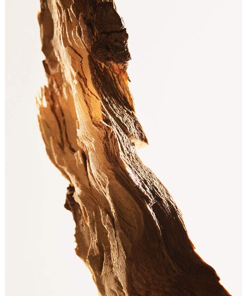 BOTTEGA VENETA（ボッテガヴェネタ）の「Bottega Veneta Parco