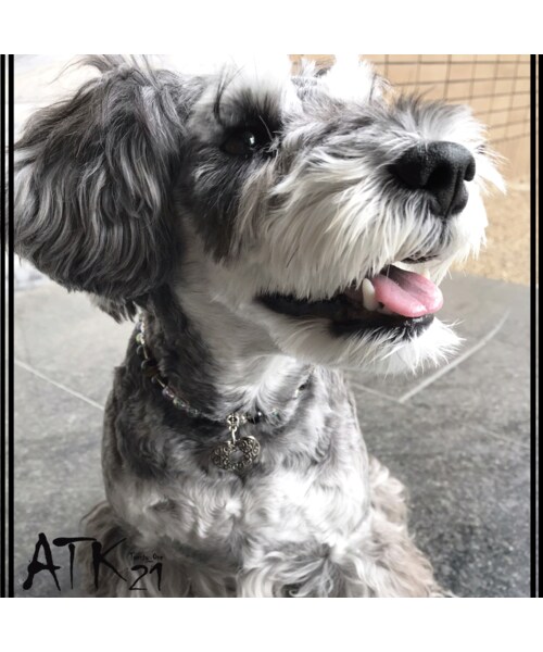 No Brand ノーブランド の 犬用ネックレス タイガーアイ スモキークウォーツ ドックアクセサリー 金運アップ ドックネックレス 愛犬 わんこアクセサリー 愛犬のためのネックレス お出かけ お散歩クッズ Dn ネックレス Wear