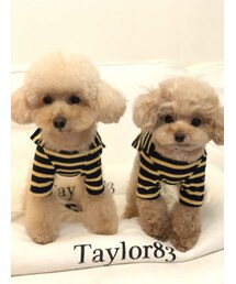 Handmade（ハンドメイド）の「ネイビー×レモンイエローボーダーT（ペットウェア）」