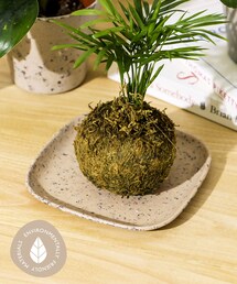 3coins（3coins）の「ECOトレー（インテリア）」