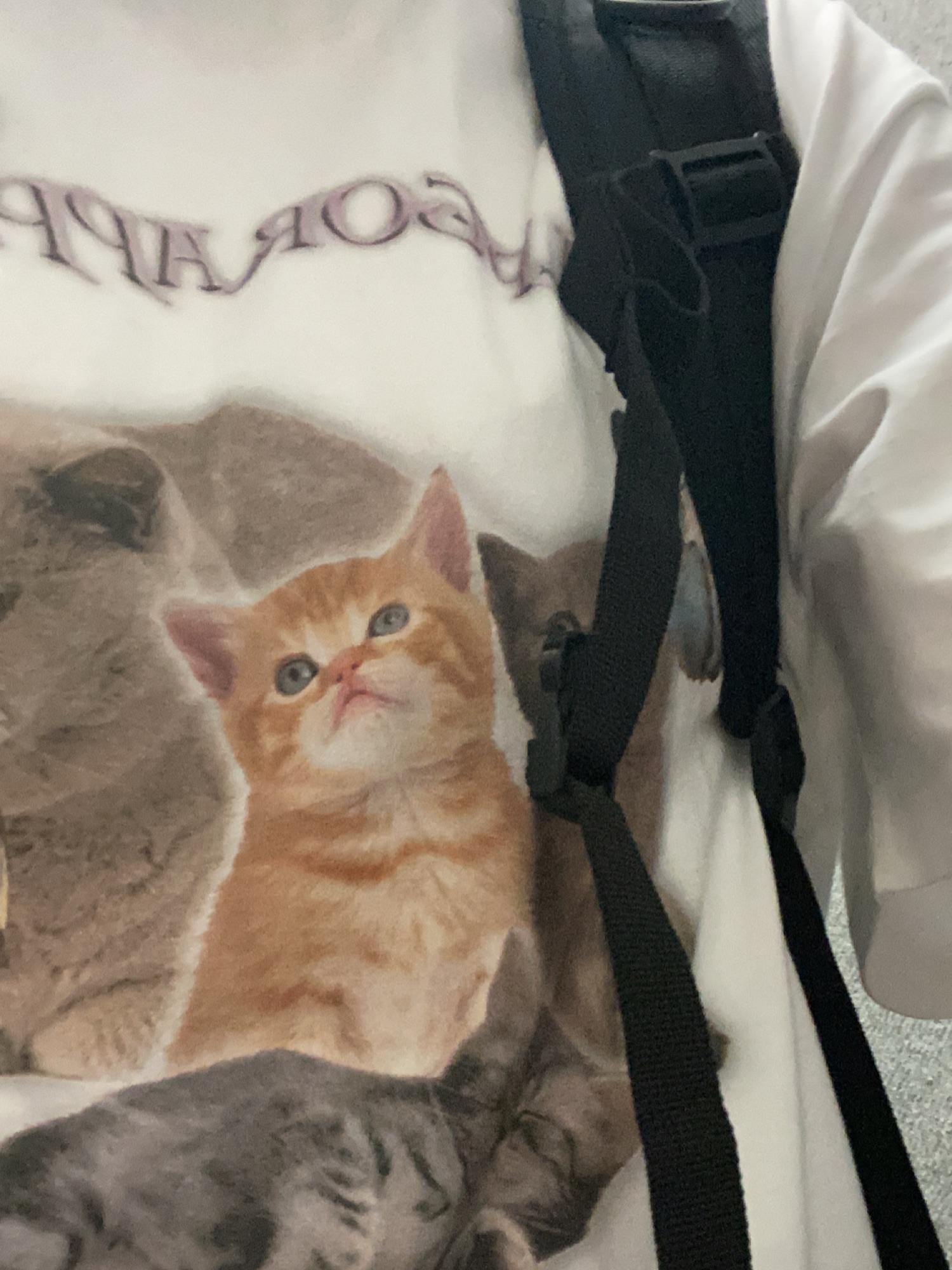 SCULPTOR  Tシャツ kitten ねこ