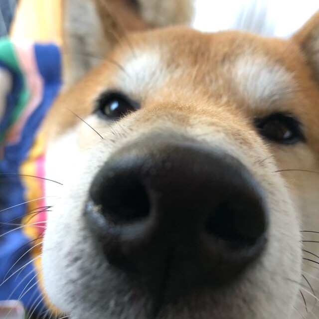 Shuji