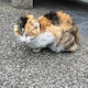 rumiiieのアイコン