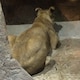 もりぞうのアイコン