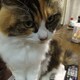 taのアイコン