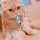ぽぽぽのアイコン