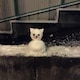 miikoのアイコン