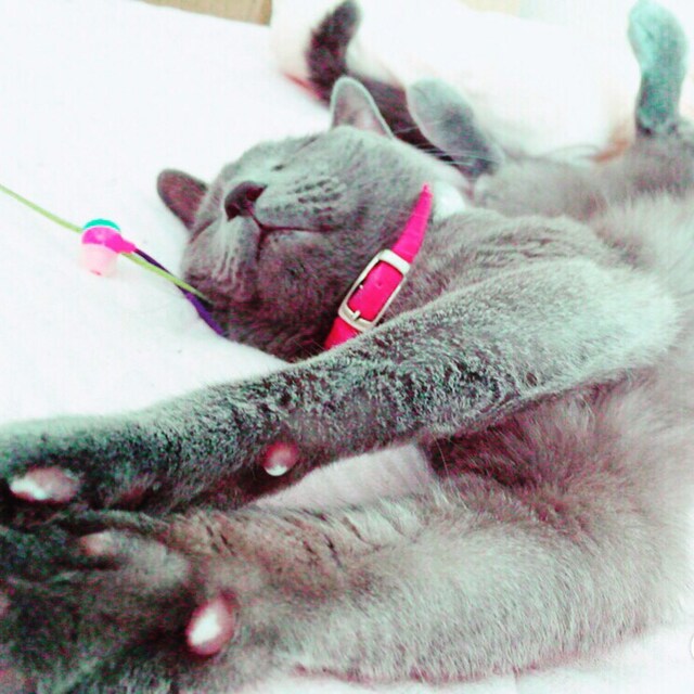 miu