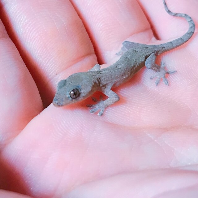 のすけ