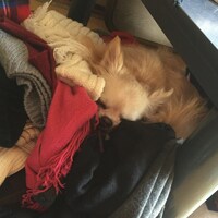 ぽぽこのコーディネート一覧 Wear