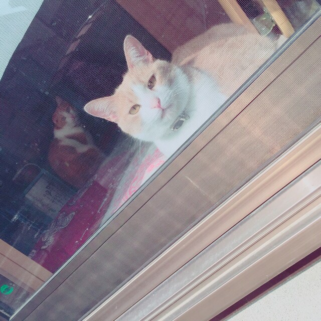 こぽん。