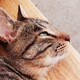ししゃものアイコン