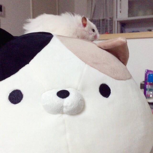 しましま