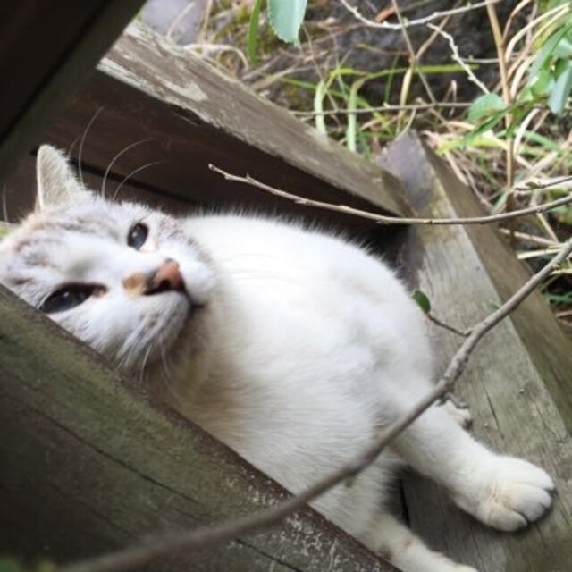 犬童 陸