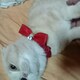 張陽のアイコン
