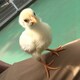 ひよこのアイコン