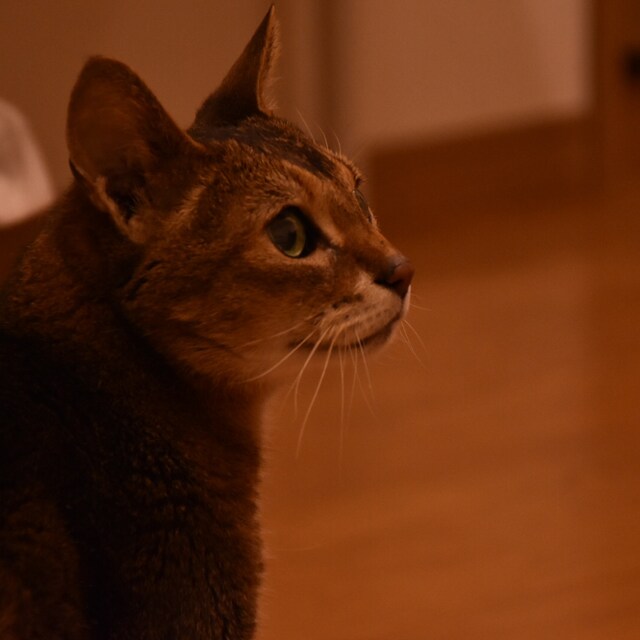 エリーゼ