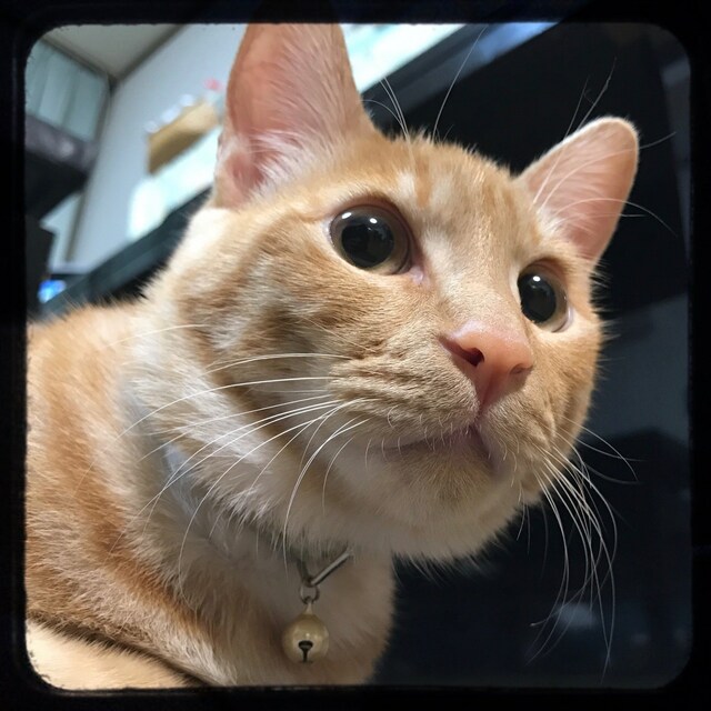 ム