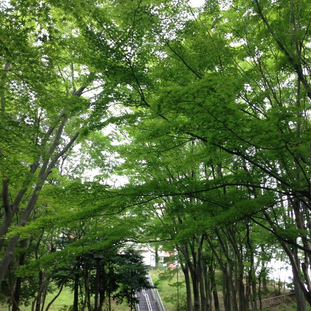 Yasu