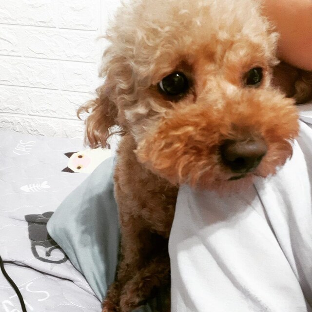 呂若瑋