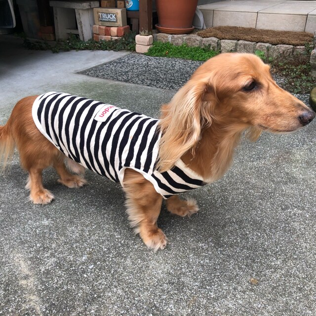 きなこ