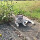 ととのアイコン