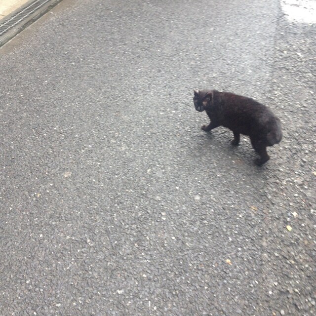ウディーウディー