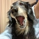 siiのアイコン
