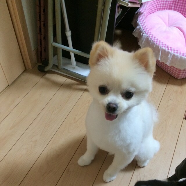 こちゃん