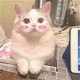 z0ybuyのアイコン