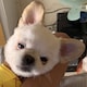 我真的沒肥のアイコン