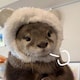 yanlutingのアイコン