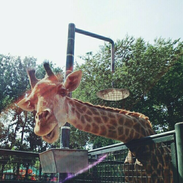 小鹿呀小鹿