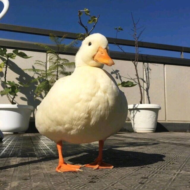 璐璐起床了吗