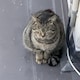 ぺいのアイコン