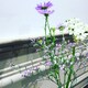 Renaのアイコン