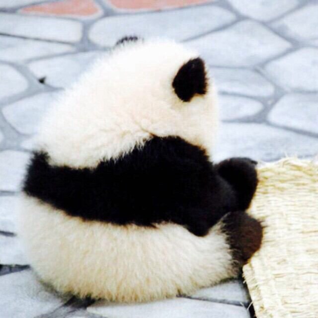 pipipi