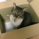 バッシーのアイコン