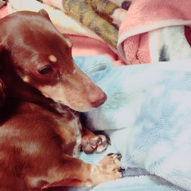 tomo